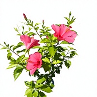 Poudre d'extrait d'hibiscus Rosa-sinensis de haute qualité et à forte teneur 10:1, poudre soluble dans l'eau de fleur d'hibiscus chinois, qualité alimentaire