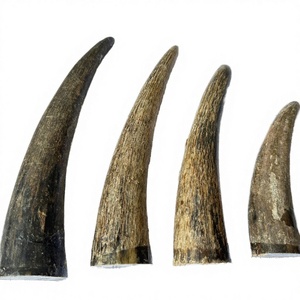 High Quality Natural Buffalo Horn tip for making <b>buttons</b> horn <b>toggles</b> high quality horn tip wholesale horn tip manufacturer - Product Image 3