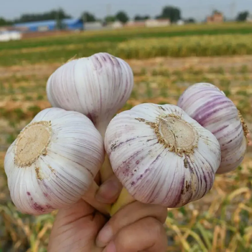 Ajo fresco de alta calidad, Alho Ail Ajo 2022 China, Blanco Normal, precio de fábrica