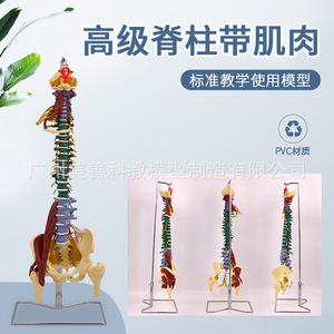 Modèle de colonne vertébrale coloré pour adultes de 80 cm avec muscles, échelle 1:1, colonne vertébrale humaine, cervicale, thoracique, coccyx et bassin - Product Image 4