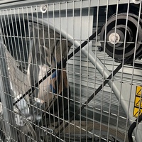 Grand ventilateur axial de serre agricole de 48 pouces, grand volume d'air, électrique 1220, pour volailles, personnalisable OEM