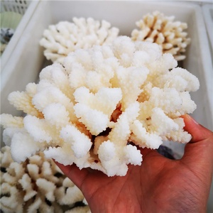 <span class=keywords><strong>Cristalli</strong></span> Naturali Grezzi all'Ingrosso, <span class=keywords><strong>Pietre</strong></span> <span class=keywords><strong>di</strong></span> Quarzo Cristallino, Esemplare <span class=keywords><strong>di</strong></span> Corallo Bianco - Product Image 3