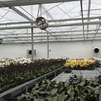 Serre agricole multi-travées en film plastique 200 microns, kits de tunnels de serre pour l'agriculture verticale de légumes