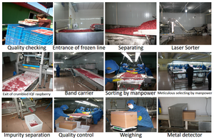 Nova Safra de Framboesas Congeladas IQF Premium em Bulk para Atacado e Varejo - Product Image 5