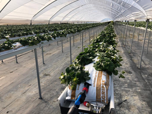 Multi-span Arco Di Plastica Pellicola Serra Pomodoro Serra Fragola Serra - Product Image 3