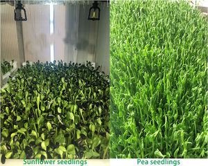 Machine multifonctionnelle à utilisation facile pour la culture de l'herbe d'orge, fournisseur de germinés de fourrage vert - Product Image 3