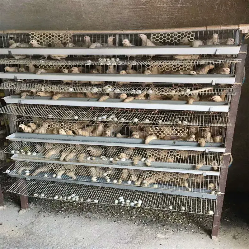 Great Farm High Quality H Type Chicken Cages Egg Layer Layer Quail Cages For Sale
