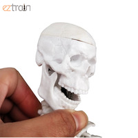 Modelo de Esqueleto Miniatura de PVC de 45 cm para Educación Anatómica