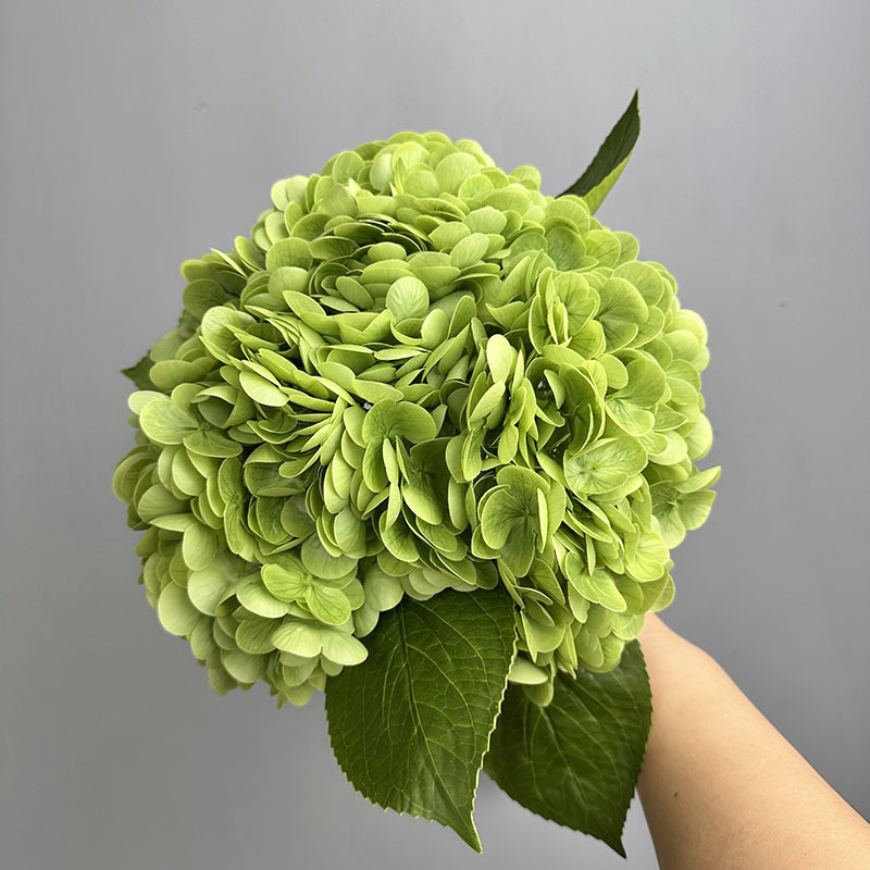 196 hortensias grandes de color verde oscuro.