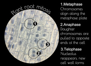 Yulin nhà máy cung cấp cho các trường học giảng dạy sinh học giáo dục Kính hiển vi Glass 10 cái Set thực vật học <span class=keywords><strong>SLIDES</strong></span> - Product Image 6