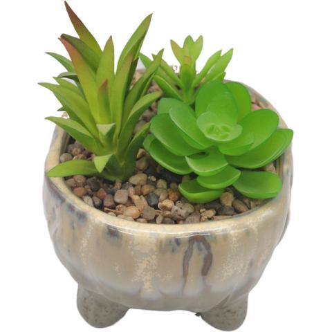 succulent plant