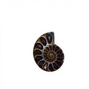 Pendentifs en ammonites polies de haute qualité en gros, pierres naturelles pour la fabrication de bijoux, pierres précieuses Faijan certifiées et personnalisables - Product Image 1