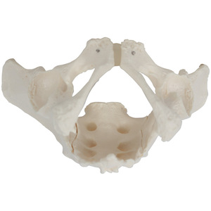 Modello Anatomico <span class=keywords><strong>del</strong></span> Pelvi Maschile a Grandezza Naturale per l'Insegnamento dello Scheletro Umano - Product Image 1