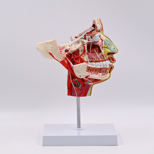 SCIEDU الرأس والوجه والعصب الوعائي البشري القسم السهمي المتوسط مع نموذج تشريح الرأس للأعصاب الوعائية - Product Image 4