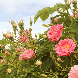 Eau florale <span class=keywords><strong>de</strong></span> <span class=keywords><strong>rose</strong></span> cultivée haut <span class=keywords><strong>de</strong></span> gamme, <span class=keywords><strong>hydrolat</strong></span> végétal pur et naturel pour usage cosmétique quotidien, <span class=keywords><strong>hydrolat</strong></span> <span class=keywords><strong>de</strong></span> <span class=keywords><strong>rose</strong></span> <span class=keywords><strong>de</strong></span> Damas - Product Image 4