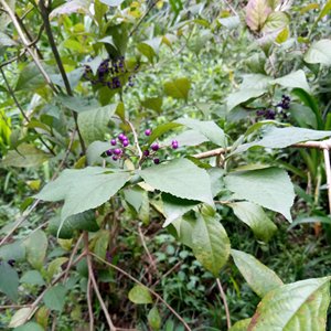 DA Ye Zi Zhu bigleaf beautyberry Leaf ก้านธรรมชาติ Callicarpa macrophylla - Product Image 5