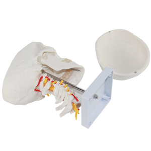 Modèle anatomique de <span class=keywords><strong>crâne</strong></span> adulte <span class=keywords><strong>humain</strong></span> modèle de <span class=keywords><strong>crâne</strong></span> grandeur nature Science médicale modèle d'anatomie <span class=keywords><strong>3D</strong></span> de <span class=keywords><strong>crâne</strong></span> <span class=keywords><strong>humain</strong></span> avec des nerfs - Product Image 3