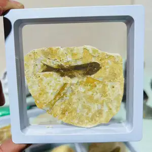 Wholesale precious stone display popular science stone Lycoptera fish fossil for decoration