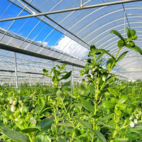 Serre agricole multi-travées de 8m de large | Membrane PE L'encapsulation complète permet l'accélération de la croissance des plantes