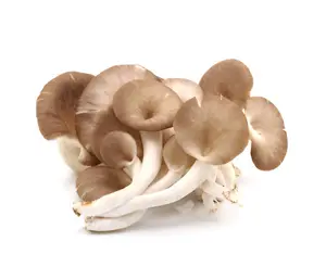 Factory Direct Sale Healthy Fresh Dried Oyster Mushroom Native Product Nutrition Oyster Mushroom