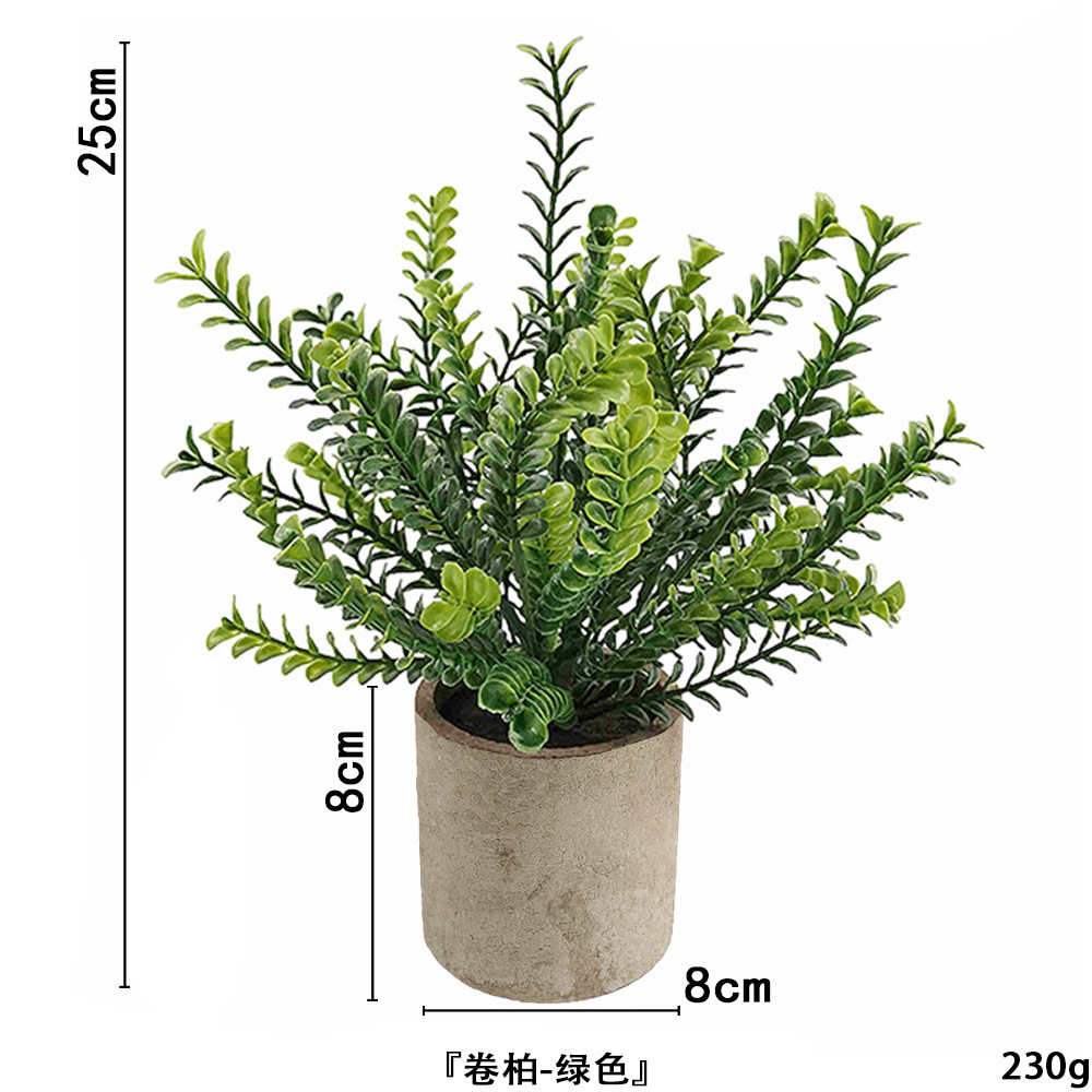 Austrobailey sans poudre ahe369-066