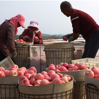 Verse, frisse appels, zoete smaak, rode Fuji, heerlijke Gala, Shandong, graad 1, 6cm, 20kg, koude opslag, merk JUFU
