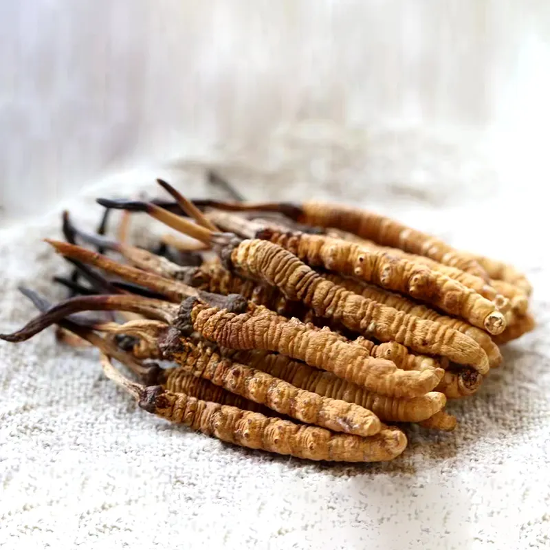 โรงงานขายส่ง Cordyceps อาหารเพื่อสุขภาพคุณภาพสูง Cordyceps Sinensis ประเทศทิเบตสมุนไพรแห้ง Dong kong xia cao