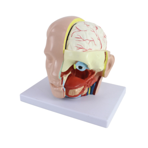 Человеческая голова с моделью мозговой артерии, модель анатомии головы с мозгом - Product Image 3