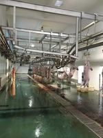 Équipement complet de décapage d'abattoirs multi-halal pour les moutons, les chèvres, les agneaux et les abattoirs.