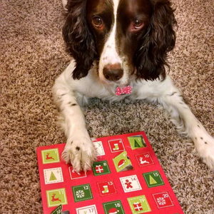 Conto alla rovescia per le vacanze giocattolo per cani <span class=keywords><strong>di</strong></span> <span class=keywords><strong>natale</strong></span> dolcetti per animali confezione regalo scatole vuote per calendari dell'avvento per cani - Product Image 4