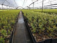 Prix direct usine pas cher système de culture extérieur en plastique pépinière fleur semis Pots de culture graines Pot de départ