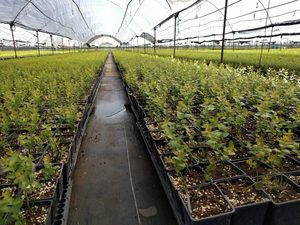 Prix direct usine <span class=keywords><strong>pas</strong></span> <span class=keywords><strong>cher</strong></span> système de culture extérieur en plastique pépinière fleur <span class=keywords><strong>semis</strong></span> Pots de culture graines <span class=keywords><strong>Pot</strong></span> de départ - Product Image 6