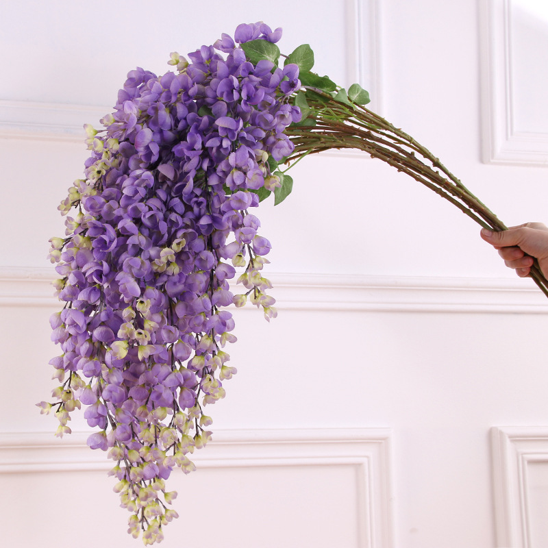 Viola