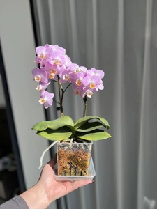 Pot spécial Phalaenopsis P141 pour usage domestique, <span class=keywords><strong>bassin</strong></span> carré transparent, pot <span class=keywords><strong>de</strong></span> plantation en plastique haute transparence - Product Image 6