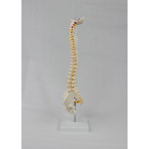 Modèle de colonne vertébrale et de bassin (vertical) de taille moyenne ; modèle de squelette humain ; modèle de colonne vertébrale - Product Image 1