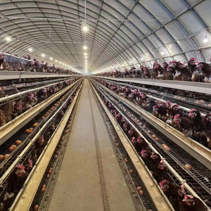 Profesyonel ar-ge ve üretim otomasyon ekipmanları katmanlı tavuk kafesi tavuk çiftliği için - Product Image 1