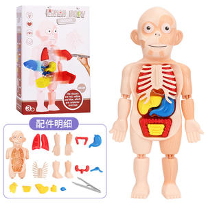 Modelo de Ciencia Educativa, juguetes educativos para niños, modelo de ensamblaje de órganos humanos, modelo de juguete de educación temprana médica para niños - Product Image 2