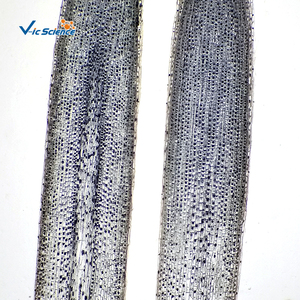 Oferta Especial: Set de Cinco Portaobjetos Preparados de Punta de Raíz de Cebolla para <span class=keywords><strong>Mitosis</strong></span>, Set de <span class=keywords><strong>Mitosis</strong></span> de Cebolla, Set de <span class=keywords><strong>Mitosis</strong></span> Vegetal - Product Image 6