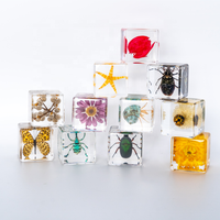 Presse-papiers en résine avec insectes et animaux préservés, pour études scientifiques, vente en gros, jouet éducatif pour enfants