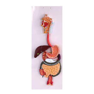 Modèle du système digestif humain ; démonstration et enseignement des glandes digestives ; cavité buccale, pharynx, œsophage, système gastro-intestinal - Product Image 1