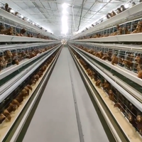 Cage à poules de type œuf à étages pour l'élevage avicole, prix usine, galvanisée à chaud, faible coût, antirouille, Ouganda
