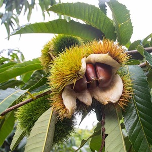 OEM Herbal Fresh High Iron Sweet <span class=keywords><strong>Chestnut</strong></span> pour faire du miel de châtaigne et de la poudre - Product Image 5