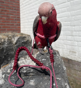 <span class=keywords><strong>2026</strong></span> Individuelles Logo Kleines Verstellbares Papageien-Trainings-Design Anti-Beiß Blauer Vogel <span class=keywords><strong>Nylon</strong></span>-Seil-Geschirr-Leine - Product Image 1