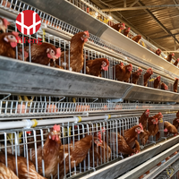 Système de cages à poules pondeuses de type A à 4 niveaux avec abreuvement automatique, bande de collecte de fumier, collecte d'œufs, abreuvoir à tétine en acier galvanisé