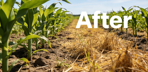 Bentazone Acifluorfen 440g/L SL – Herbicide Sélectif Post-Emergence Haute Efficacité pour l'Élimination des Adventices à Feuilles Larges du Soja et des Arachides - Product Image 3