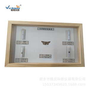 Nuisibles agricoles ; spécimens séchés de parasites du blé ; larves de liminodes ; larves de liminodes de la betterave ; spécimens pédagogiques d'insectes. - Product Image 3