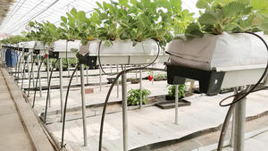 Tuyau <span class=keywords><strong>de</strong></span> canal <span class=keywords><strong>de</strong></span> gouttière en PVC pour fraise tomate oeuf plat melon poivre agriculture hydroponique - Product Image 4