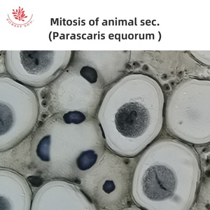 Preparaciones de <span class=keywords><strong>Microscopio</strong></span> de División Celular, Multiplicación de Raíz de Cebolla L.S., Meiosis de Saltamontes Sec. <span class=keywords><strong>Mitosis</strong></span> de Animales Sec. Huevo de Parascaris - Product Image 2