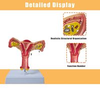 Modelo Anatómico Realista de Órganos Femeninos a Tamaño Real, Útero y Ovario, para la Enseñanza de Ciencias Médicas