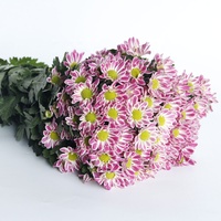 Bunga aster hadiah Hari Ibu bunga Valentine, bunga segar ibu bunga kering alami abadi Mini krisan